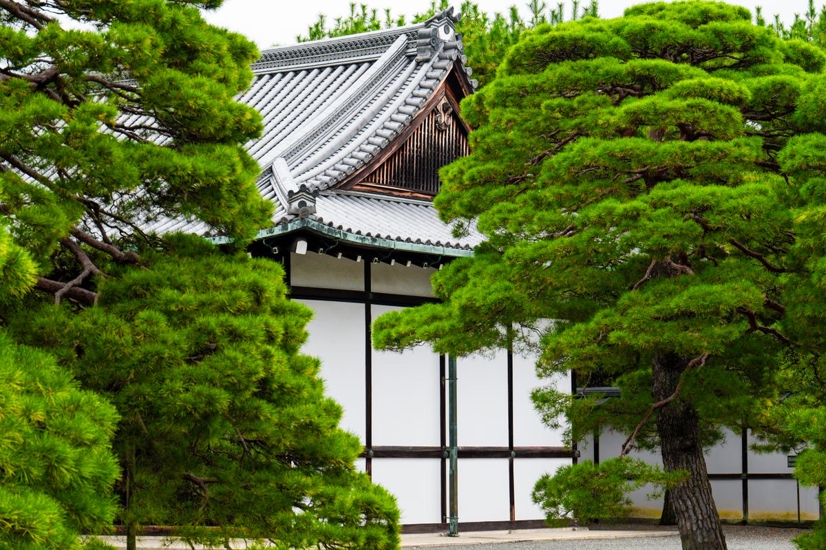 松の木ごしに見える日本の寺院の屋根